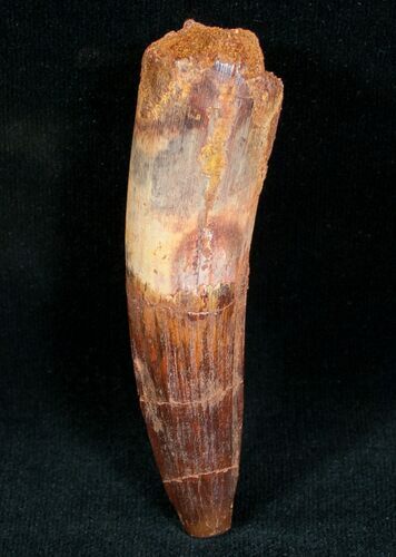 Rooted Spinosaurus Tooth #7203